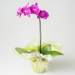 Orquídea phalaenopsis pink