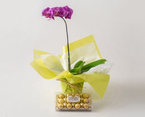 Orquídea Phalaenopsis para Presente - Imagem 2