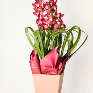 Orquídea Suprema
