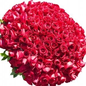 Buquê de 500 Rosas Vermelhas