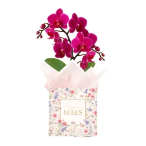 Orquídea Média Pink - Dia das Mães