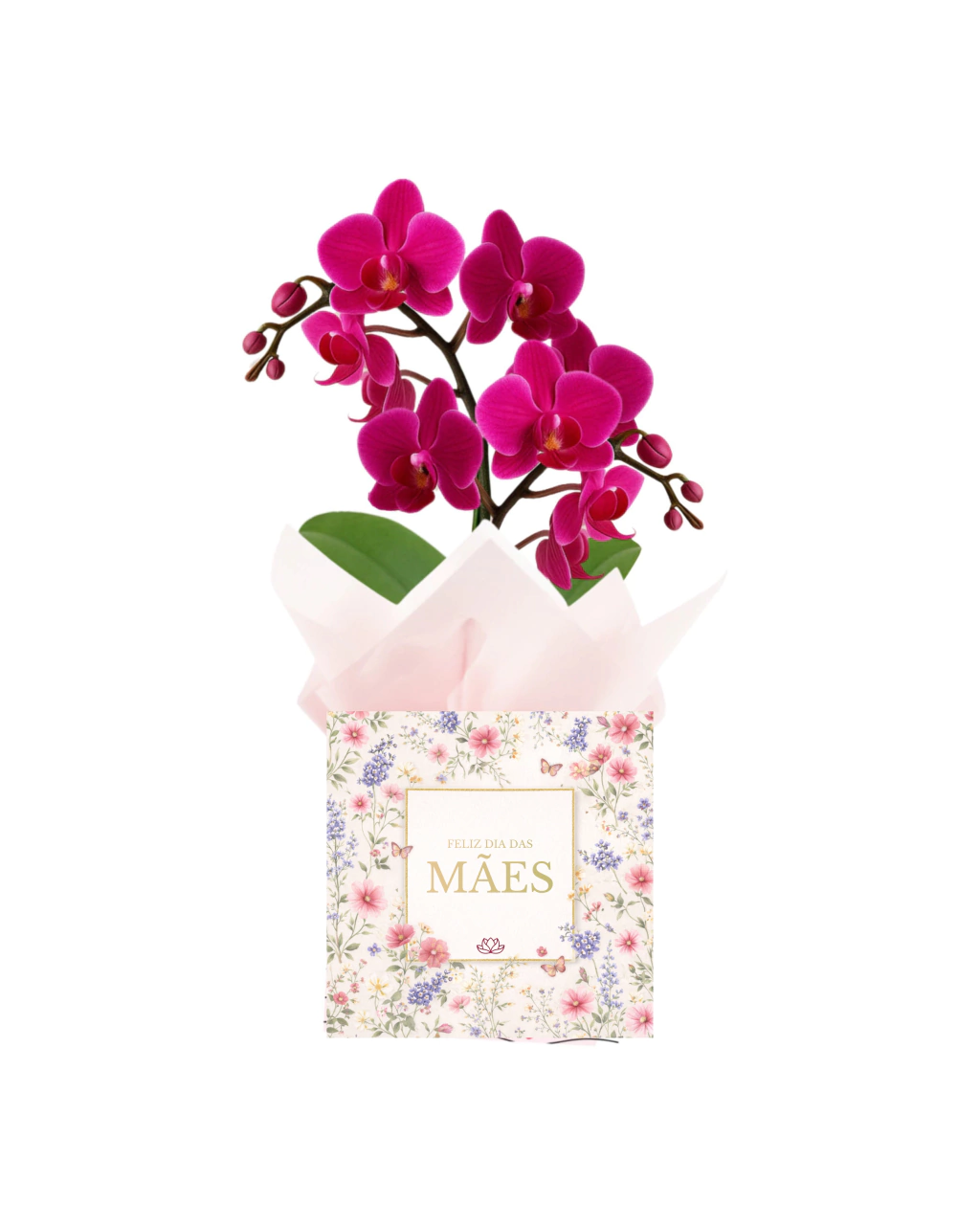 Orquídea Média Pink - Dia das Mães